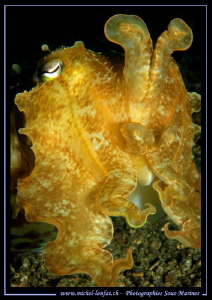 Cuttlefish in the water's of Lembeh Strait... :O)... by Michel Lonfat 